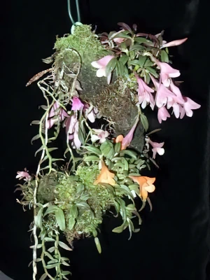 Bild von Dendrobium cuthbertsonii 1